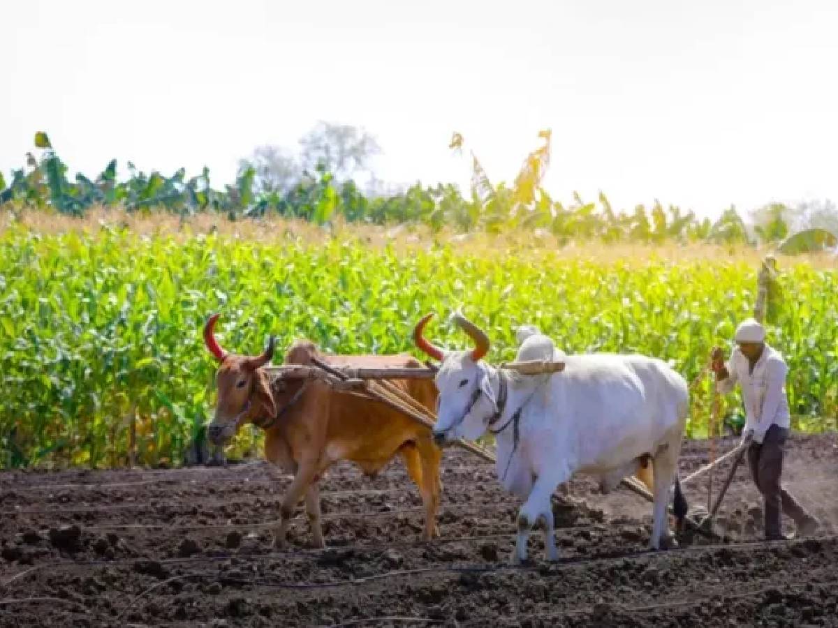 यवतमाळ जिल्ह्यातील ५९ हजार शेतकऱ्यांच्या खात्यात अग्रीम पीक विमा जमा
